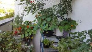 Balcony Garden